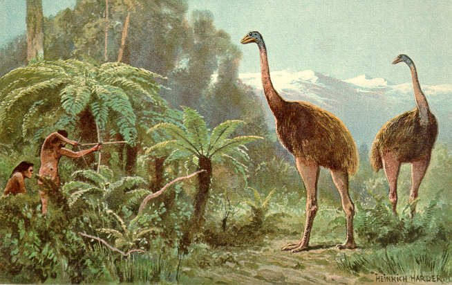 Moa Cryptid Wiki Fandom Moa Cryptid Wiki Fandom
