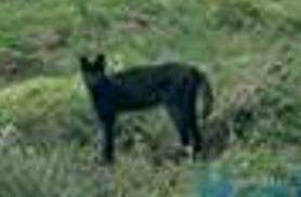 Blue top mountain cat