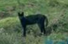 Panter blue.jpg