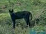 Blue Mountains Panther