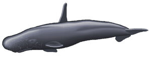 High finned sperm whale 2