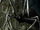 Ugandan giant spiders