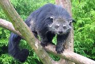 Can you go wrong with the binturong?