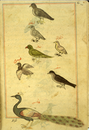 Various bird species