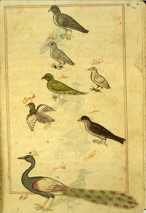 Birds