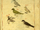 Birds.png