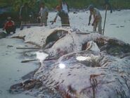 Dungun Beach Carcass, 2005