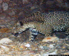 O-JAGUAR-PHOTO-ARIZONA-570.jpg
