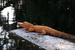 Orange-alligator1