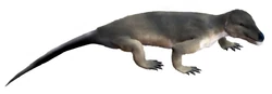 Restoration of Procynosuchus by Nobu Tamura