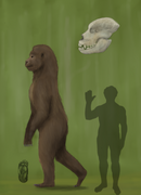 Sasquatch Usrsus. If Sasquatch wasn’t a Ape, Sasquatch post be a Bear