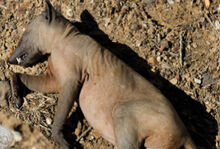 Chupacabra-animal-pic-pic.jpg (55 KB) Chupacabra-animal-pic-pic