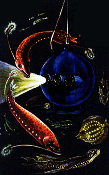 Beebe's Abyssal Fishes.png
