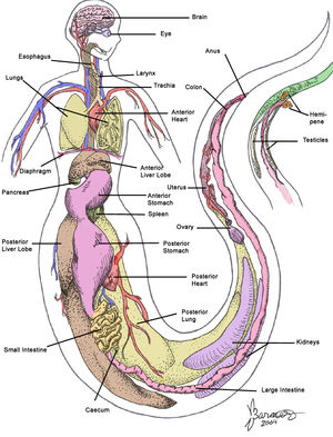 Internal Naga Anatomy by sugarpeep