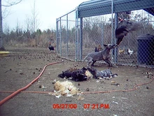 What may be the only photo of a Chupacabra in action.