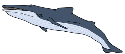 Giglioli’s Whale