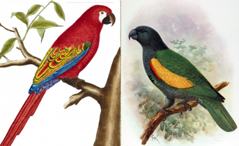 Guadeloupe Parrot