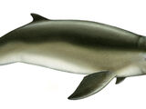 Australian Snubfin Dolphin