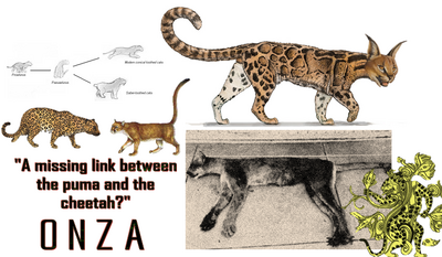 Onza | Cryptid Wiki | Fandom Onza | Cryptid Wiki | Fandom
