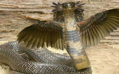 Winged cobra by dragonfly929-d33rh66.png