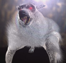 Devil dog