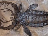 Miami Beach Scorpion