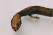 Quadruped Snake (364×257mm) Found in Harubin, China in 2000.