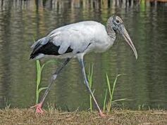 Woodstork