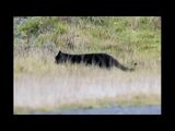 Eastern Cougar