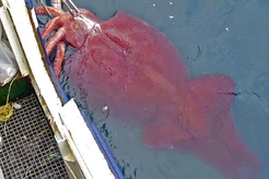 The colossal squid (Mesonychoteuthis hamiltoni)