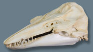 The Creature's skull greatly resembles that of a Beluga Whale.