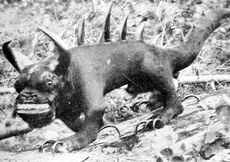 Hodag