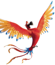 Delroy, a Macaw from Jamaica from the movie Migration