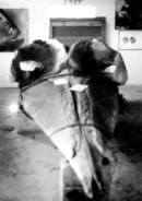 Skull of the monster, later determined to belong to a Sei Whale.