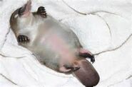 Sleeping baby platypus