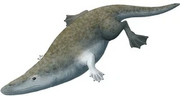 Rodhocetus