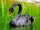 Black Swan