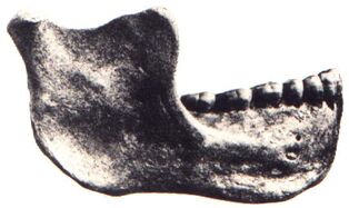 Homo gardarensis jaw