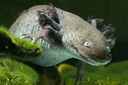 GettyImages-147015789-474005b.jpg (1.27 MB) An axolotl, a type of aquatic salamander