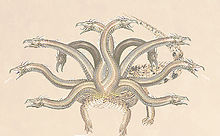 220px-Scyllaeastmedmonster.jpg