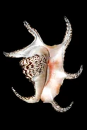 Harpagochiragra.jpg (14 KB) The Chiragra spider conch shell