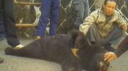 Kyushu Bear