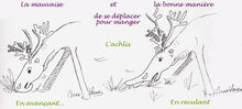 Achlis.jpg
