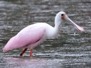 Michigan Spoonbill