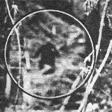 Yeti Cryptid Wiki Fandom