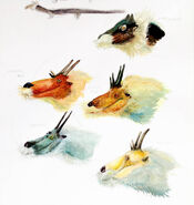 Chinese dragon speculative biology