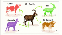 DAHU
