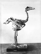E5A2DA9D-A5F7-48A3-A5C8-5E998908A960.jpeg (48 KB) A skeleton of the Haast’s eagle.