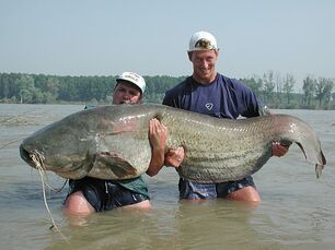 Wels-catfish