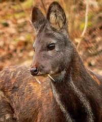 Musk deer